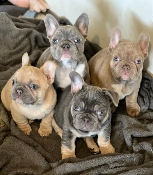 Lilac Französische Bulldogge Welpe kaufen