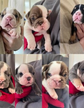 Reinrassige Britische Bulldoggen erhältlich in Malta