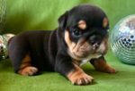Englische Bulldogge Welpen Zürich