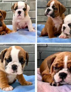 Red Pied English Bulldog Welpen kaufen