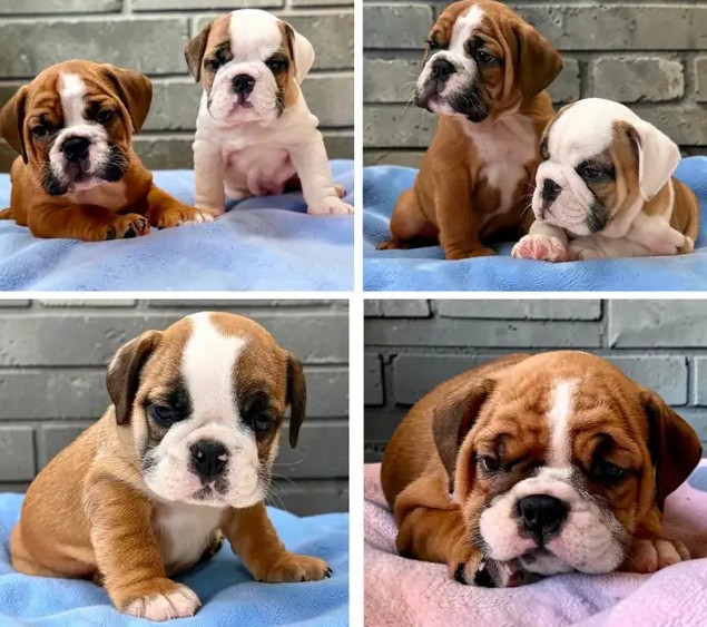 Red Pied English Bulldog Welpen kaufen Red Pied English Bulldog Welpen kaufen
