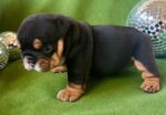 Bulldogge Welpen Luxemburg