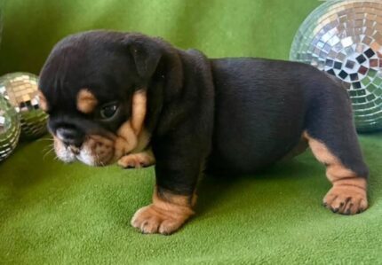 Bulldogge Welpen Luxemburg