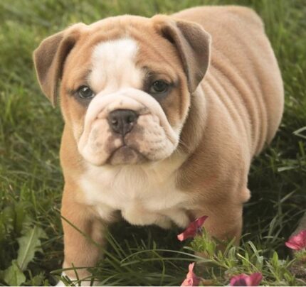 Englische Bulldoggen vom Züchter Prag