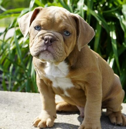 Victorian Bulldog Welpen Zürich