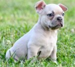 Französische Bulldogge Welpe mit FCI Papieren kaufen