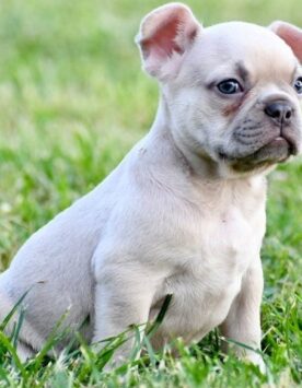 Französische Bulldogge Welpe mit FCI Papieren kaufen