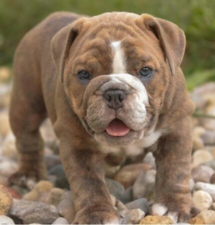 Englische Bulldoggen reservieren Brüssel