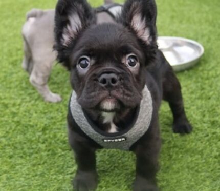 Französische Bulldogge Welpe kaufen Paris